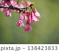 咲き始めた桜 138423833
