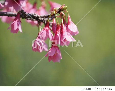 咲き始めた桜 咲き始めた桜 138423833