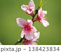 若草色を背景咲く桜 138423834