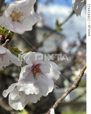 桜咲く 138424411