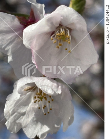 桜咲く 桜咲く 138424412