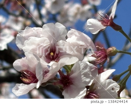 桜咲く 138424414