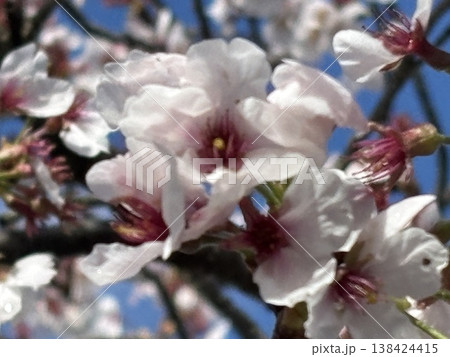 桜咲く 桜咲く 138424415