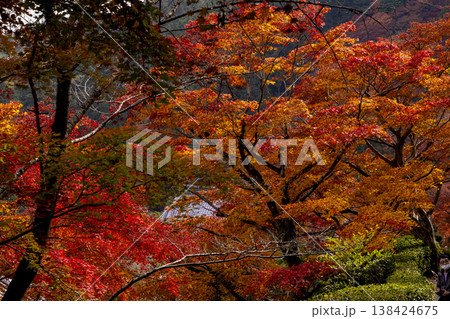 燃えるような紅葉 燃えるような紅葉 138424675