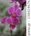 赤紫色のシンビジューム 138424676
