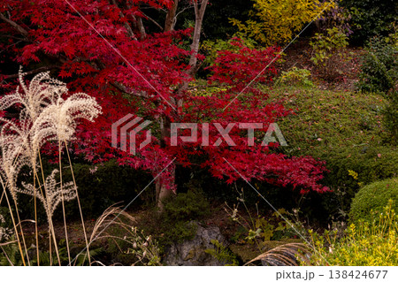 真っ赤な紅葉 138424677