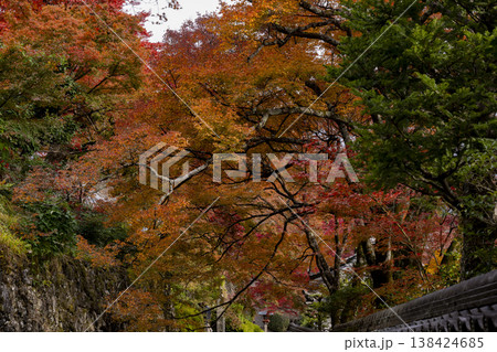 紅葉したモミジ 紅葉したモミジ 138424685
