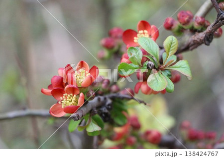 Vibrant Red Quince Blossoms in Spring Vibrant Red Quince Blossoms in Spring 138424767