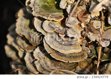 Layered Bracket Fungi Growing on Wood in Nature Layered Bracket Fungi Growing on Wood in Nature 138424779