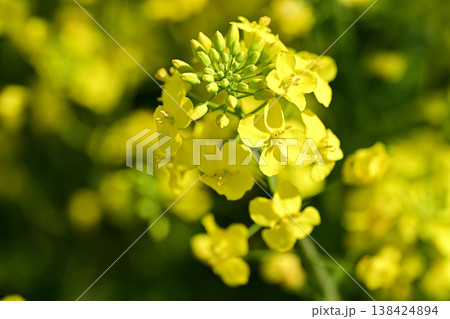 五条川沿いに咲く菜の花(愛知県大口町) 五条川沿いに咲く菜の花(愛知県大口町) 138424894