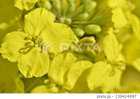 五条川沿いに咲く菜の花（愛知県大口町） 138424897