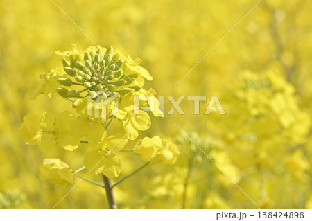 五条川沿いに咲く菜の花（愛知県大口町） 138424898