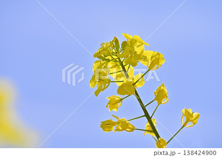 五条川沿いに咲く菜の花のアップ（愛知県大口町） 138424900