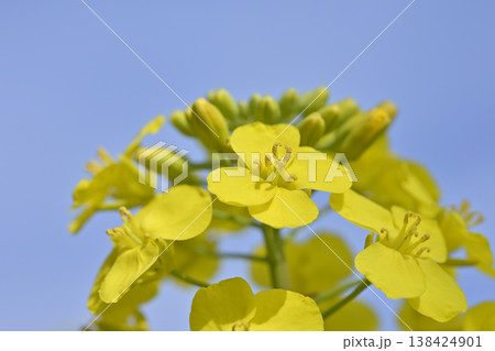 五条川沿いに咲く菜の花のアップ（愛知県大口町） 138424901