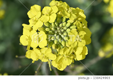 五条川沿いに咲く菜の花(愛知県大口町) 五条川沿いに咲く菜の花(愛知県大口町) 138424903