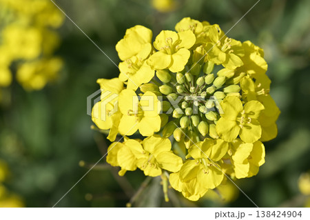 五条川沿いに咲く菜の花（愛知県大口町） 138424904