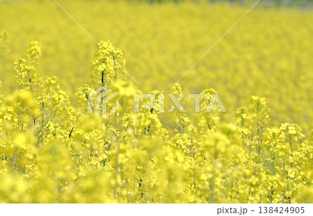 五条川沿いの菜の花畑(愛知県大口町) 五条川沿いの菜の花畑(愛知県大口町) 138424905