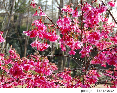 カンヒザクラ 138425032