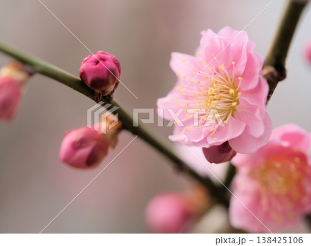 晴れた3月に咲いたピンク色の梅の花「御所紅(ゴショベニ)」 晴れた3月に咲いたピンク色の梅の花「御所紅(ゴショベニ)」 138425106
