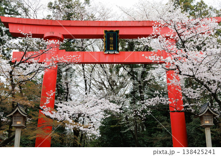 冠稲荷神社大鳥居と桜 冠稲荷神社大鳥居と桜 138425241