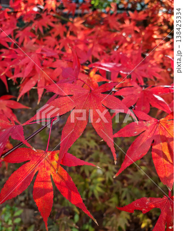 It's a red maple tree. 138425334