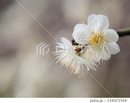 晴れた3月に咲いた白い梅の花「白滝枝垂（シラタキシダレ）」 138425504