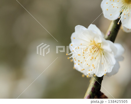晴れた3月に咲いた白い梅の花「白滝枝垂(シラタキシダレ)」 晴れた3月に咲いた白い梅の花「白滝枝垂(シラタキシダレ)」 138425505