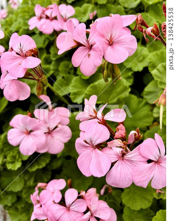 ゼラニウムのピンクの花が咲き乱れる庭 ゼラニウムのピンクの花が咲き乱れる庭 138425538