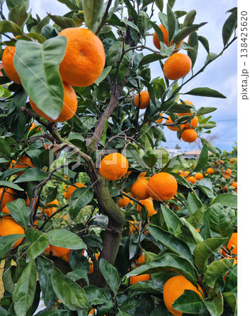 These are ripe Jeju Island tangerines. 138425620