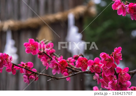 260401飛騨天満宮m047 260401飛騨天満宮m047 138425707