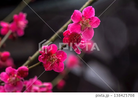 260401飛騨天満宮m050 260401飛騨天満宮m050 138425708