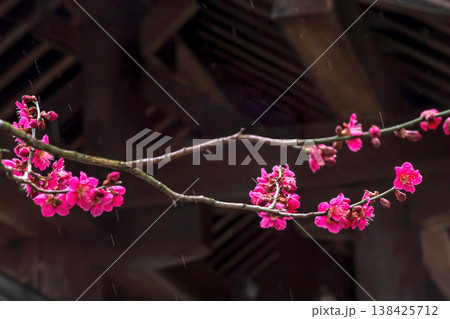 260401飛騨天満宮m054 260401飛騨天満宮m054 138425712