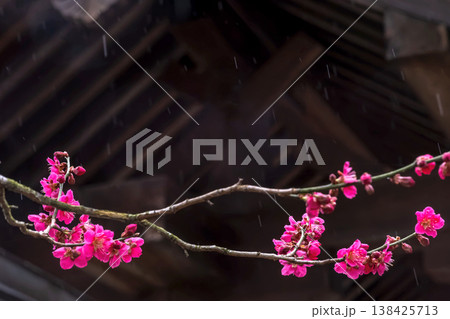 260401飛騨天満宮m055 138425713