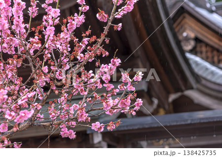 260401飛騨天満宮m089 260401飛騨天満宮m089 138425735