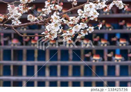 260401飛騨天満宮m090 260401飛騨天満宮m090 138425736