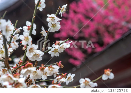 260401飛騨天満宮m092 260401飛騨天満宮m092 138425738