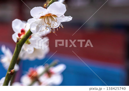 260401飛騨天満宮m094 138425740