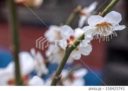 260401飛騨天満宮m095 260401飛騨天満宮m095 138425741