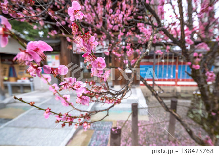 260401飛騨天満宮s158 260401飛騨天満宮s158 138425768