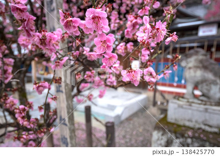 260401飛騨天満宮s160 260401飛騨天満宮s160 138425770
