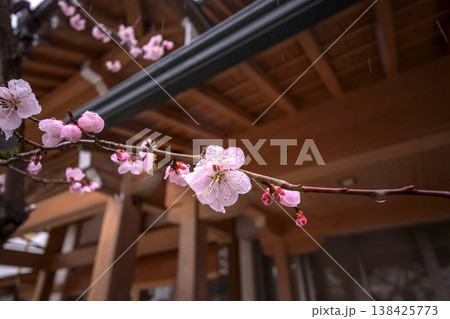 260401飛騨天満宮s167 260401飛騨天満宮s167 138425773