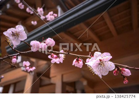 260401飛騨天満宮s168 138425774