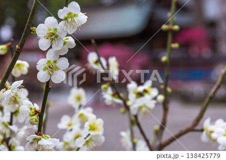 260401飛騨天満宮z002 138425779