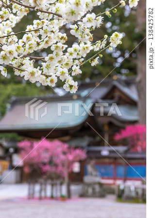 260401飛騨天満宮z005 138425782