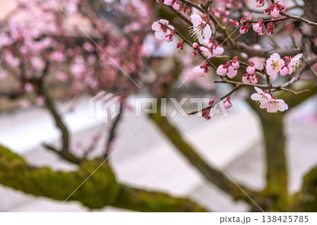 260401飛騨天満宮z010 138425785