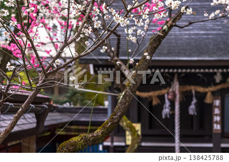 260401飛騨天満宮z018 138425788