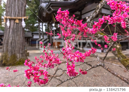 260401飛騨天満宮z029 138425796