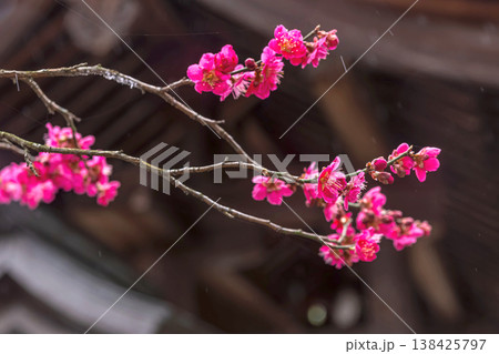 260401飛騨天満宮z032 138425797