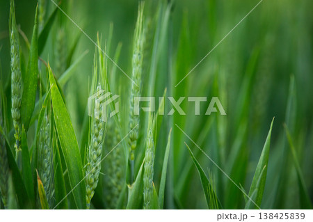 Close-up of green ears of grain 138425839