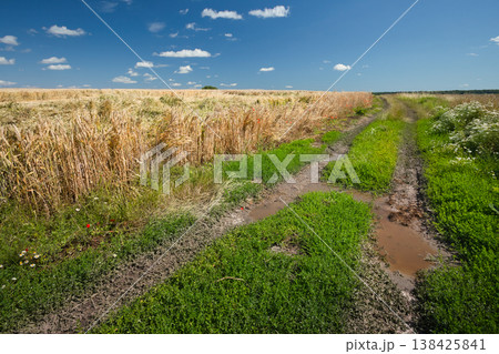 Summer view of a dirt road next to a grain field Summer view of a dirt road next to a grain field 138425841